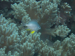 Amblyglyphidodon leucogaster