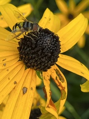 Eristalis transversa