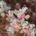 Pop Saltbush - Photo (c) Arthur Chapman, some rights reserved (CC BY-NC-SA), uploaded by Arthur Chapman