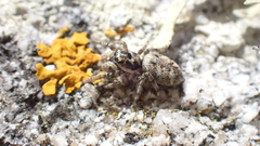 Salticus