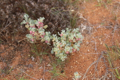 Atriplex holocarpa
