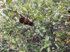 Ceanothus cordulatus