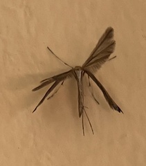 Gillmeria pallidactyla