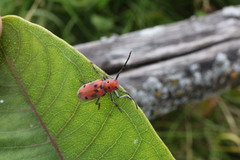 Tetraopes tetrophthalmus