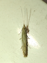 Coleophora