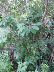 Callicarpa americana