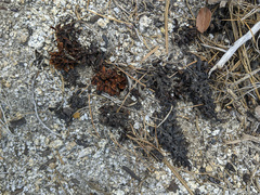 Kopsiopsis strobilacea