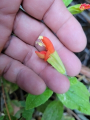 Erythranthe cardinalis