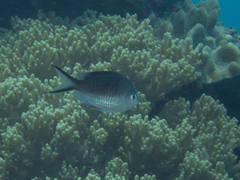 Chromis ternatensis