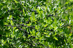 Forestiera pubescens pubescens