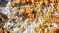 Salticus
