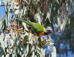Trichoglossus moluccanus