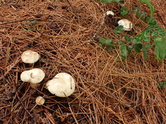 Leccinum holopus