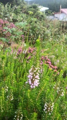 Erica vagans