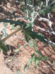 Mentzelia multiflora