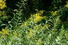 Solidago