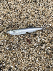 Atherinops affinis