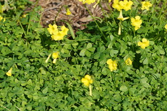 Oxalis pes-caprae
