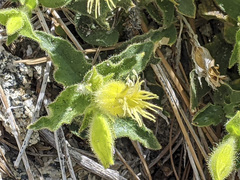 Silene parishii