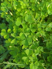 Oxalis