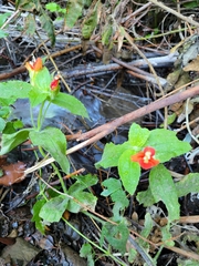 Erythranthe cardinalis