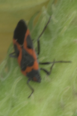 Lygaeus kalmii