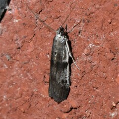 Acrobasis