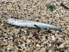 Atherinops affinis