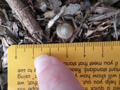 Gastropoda