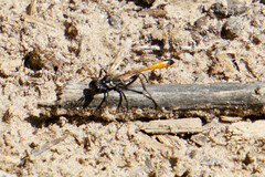 Ammophila