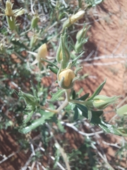 Mentzelia multiflora