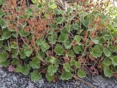 Heuchera hirsutissima