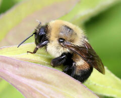 Bombus griseocollis