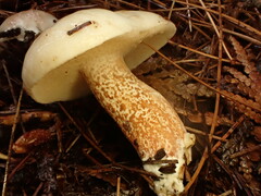 Leccinum holopus