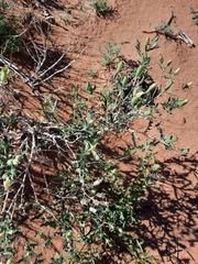 Mentzelia multiflora