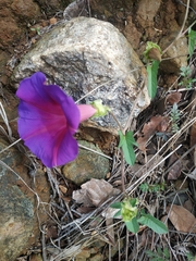 Ipomoea decasperma
