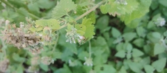 Agapostemon