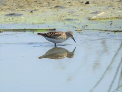 Calidris minutilla