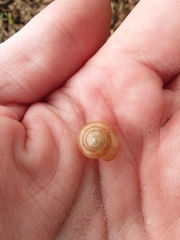 Gastropoda