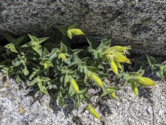 Silene parishii