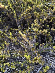 Coprosma ernodeoides