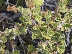 Holodiscus discolor microphyllus