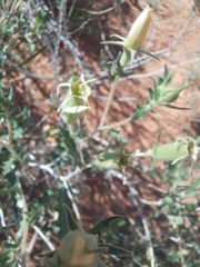 Mentzelia multiflora