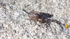 Zygiella x-notata