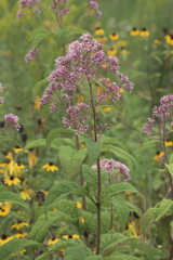 Eutrochium purpureum