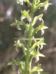 Platanthera elongata