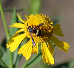 Epeolus bifasciatus