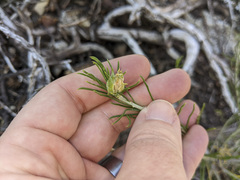 Ericameria nauseosa bernardina