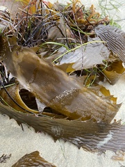 Eisenia arborea