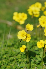 Oxalis pes-caprae